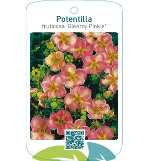 Potentilla fruticosa ‘Glenroy Pinkie’