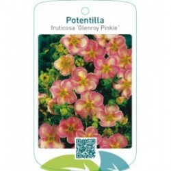 Potentilla fruticosa ‘Glenroy Pinkie’