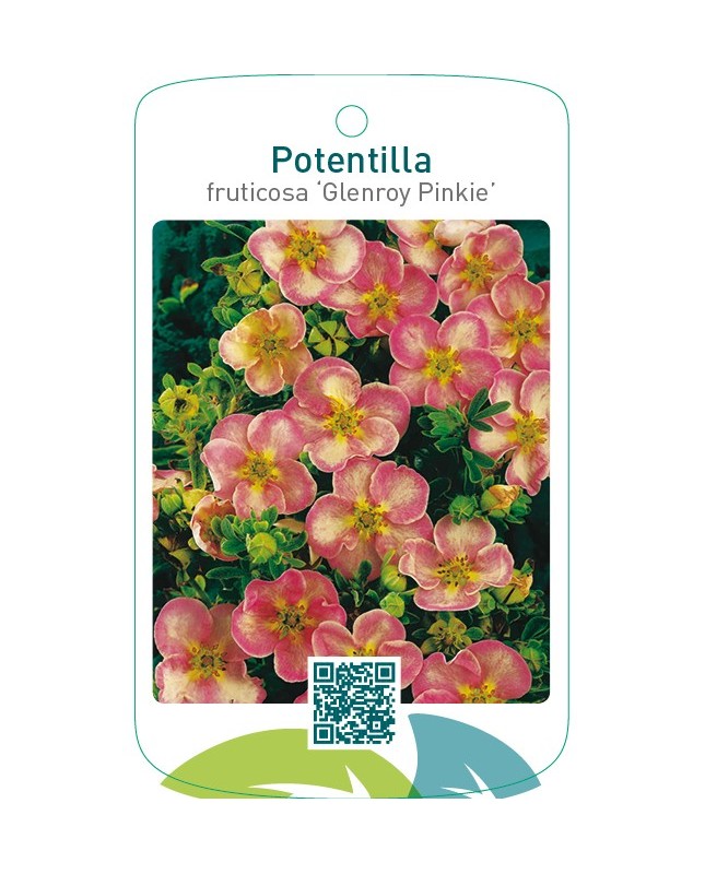 Potentilla fruticosa ‘Glenroy Pinkie’