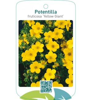 Potentilla fruticosa ‘Yellow Giant’