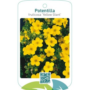 Potentilla fruticosa ‘Yellow Giant’