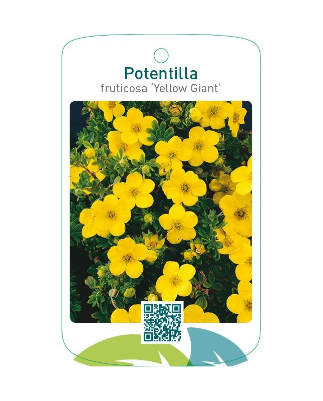 Potentilla fruticosa ‘Yellow Giant’