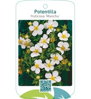 Potentilla fruticosa ‘Manchu’