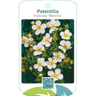 Potentilla fruticosa ‘Manchu’