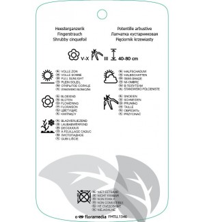 Etichette di Potentilla fruticosa ‘Manchu’ *