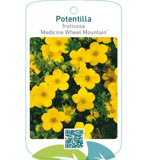 Potentilla fruticosa ‘Medicine Wheel Mountain’