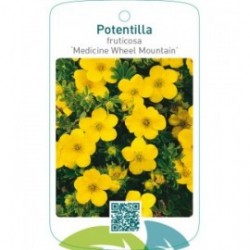 Potentilla fruticosa ‘Medicine Wheel Mountain’