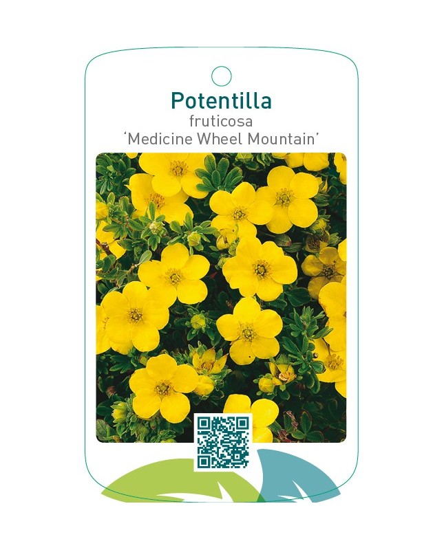 Potentilla fruticosa ‘Medicine Wheel Mountain’