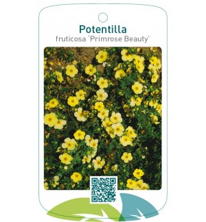 Potentilla fruticosa ‘Primrose Beauty’