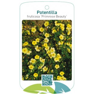Potentilla fruticosa ‘Primrose Beauty’