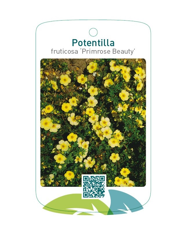 Potentilla fruticosa ‘Primrose Beauty’