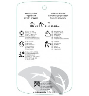 Etichette di Potentilla fruticosa ‘Primrose Beauty’ *