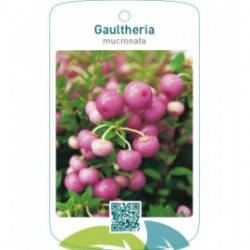 Gaultheria mucronata roze