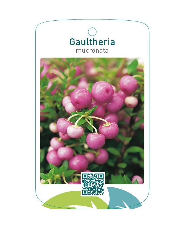 Gaultheria mucronata roze