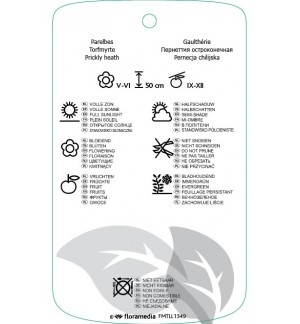 Etichette di Gaultheria mucronata roze *