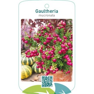 Gaultheria mucronata rood