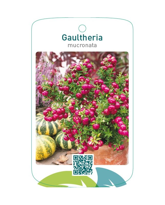 Gaultheria mucronata rood