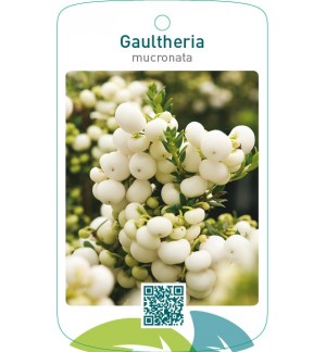 Gaultheria mucronata wit
