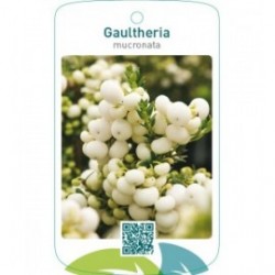 Gaultheria mucronata wit