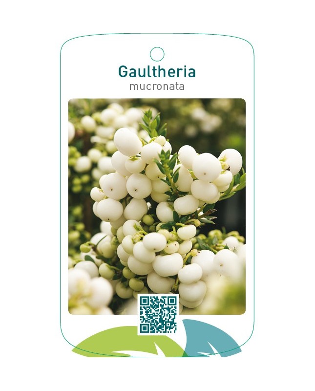Gaultheria mucronata wit