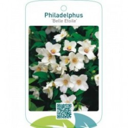 Philadelphus ‘Belle Etoile’