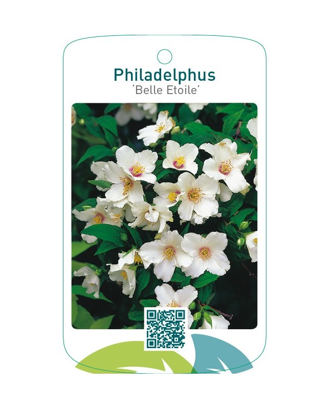 Philadelphus ‘Belle Etoile’