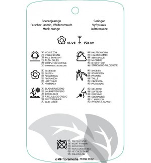 Etichette di Philadilphus ‘Belle Etoile’ *