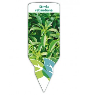 Stevia