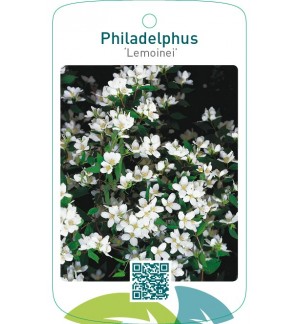 Philadelphus ‘Lemoinei’