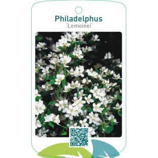 Philadelphus ‘Lemoinei’