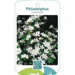 Philadelphus ‘Lemoinei’