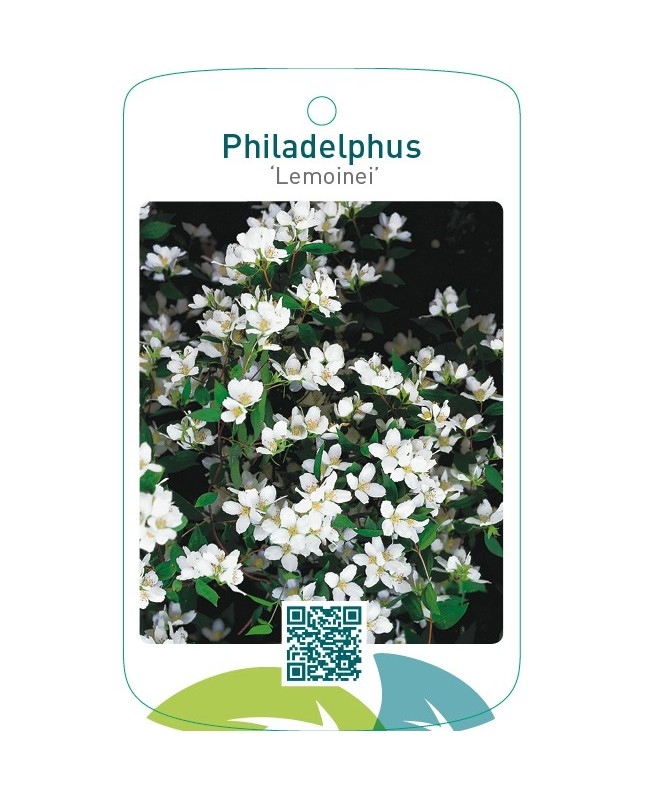 Philadelphus ‘Lemoinei’