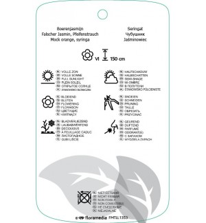 Etichette di Philadilphus ‘Lemoinei’ *