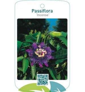 Passiflora ‘Incense’