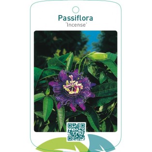 Passiflora ‘Incense’