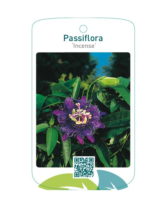 Passiflora ‘Incense’