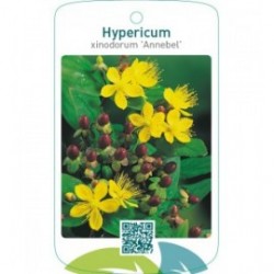Hypericum xinodorum ‘Annebel’