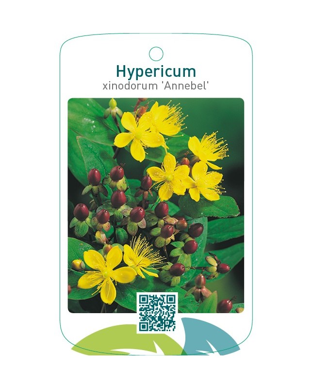 Hypericum xinodorum ‘Annebel’