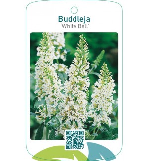 Buddleja ‘White Ball’