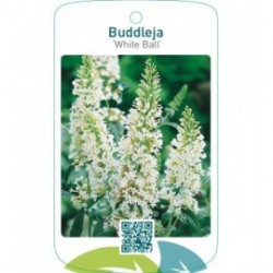 Buddleja ‘White Ball’