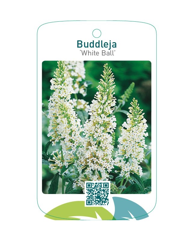 Buddleja ‘White Ball’