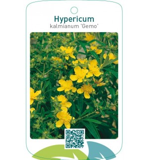 Hypericum kalmianum ‘Gemo’
