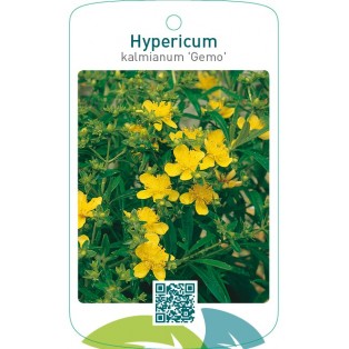 Hypericum kalmianum ‘Gemo’
