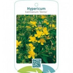 Hypericum kalmianum ‘Gemo’