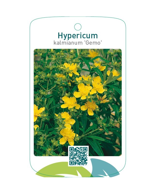 Hypericum kalmianum ‘Gemo’