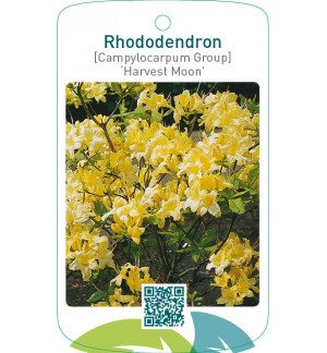 Rhododendron [Campylocarpum Group] ‘Harvest Moon’