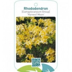 Rhododendron [Campylocarpum Group] ‘Harvest Moon’