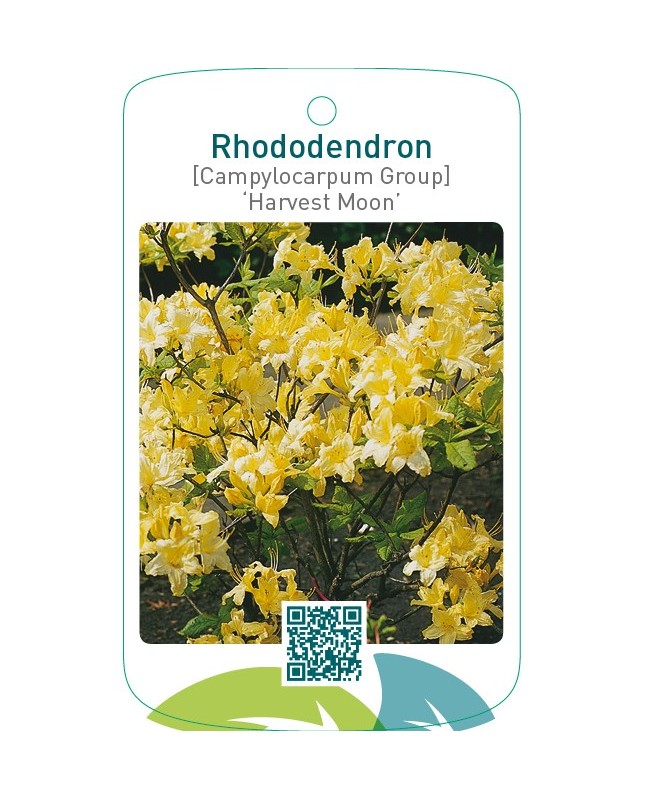 Rhododendron [Campylocarpum Group] ‘Harvest Moon’