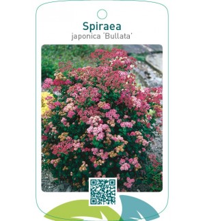 Spiraea japonica ‘Bullata’