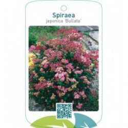 Spiraea japonica ‘Bullata’